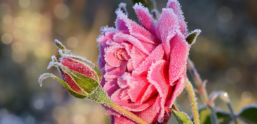 想要月季安全過冬開花翻倍？這份過冬攻略請查收