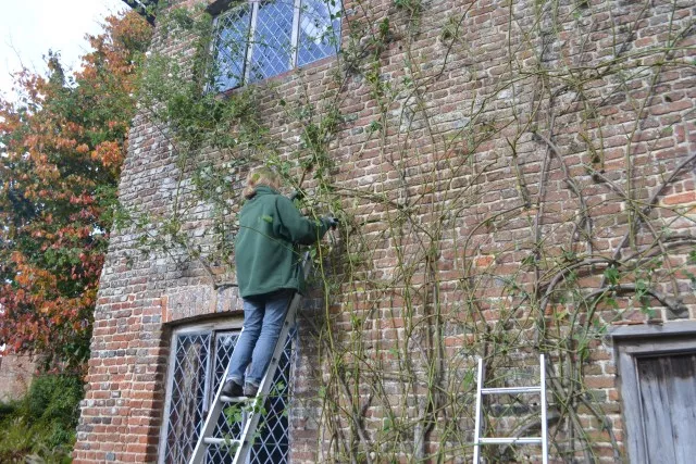 冬天做好這幾步，來年藤月爬滿墻~~
