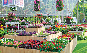 超72.6萬客流，虹越承接深圳花展核心區(qū)，打造現(xiàn)象級花展