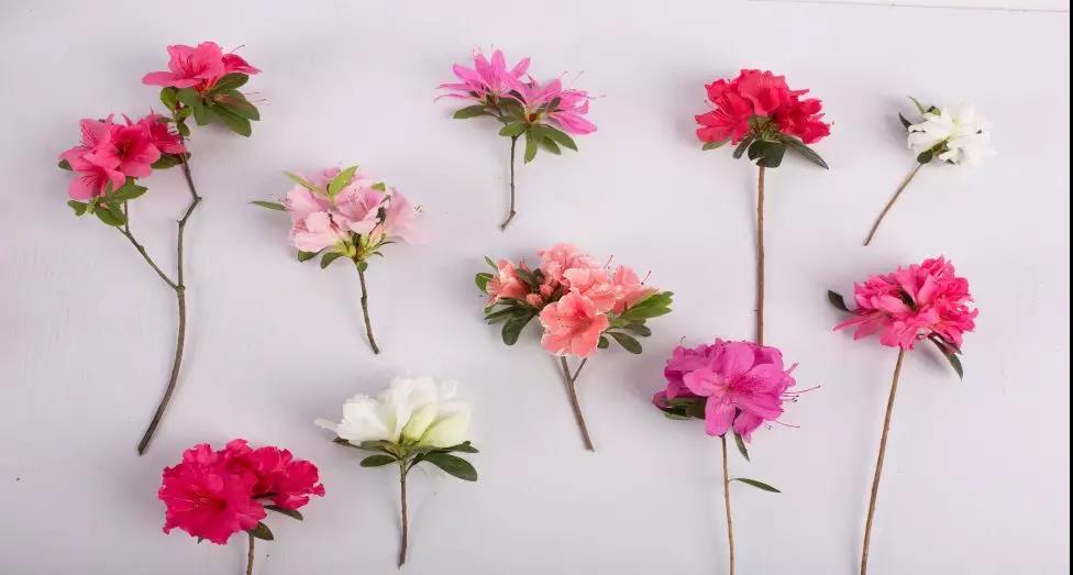 多季開花的爆花機器，給你的花園點顏色看看！