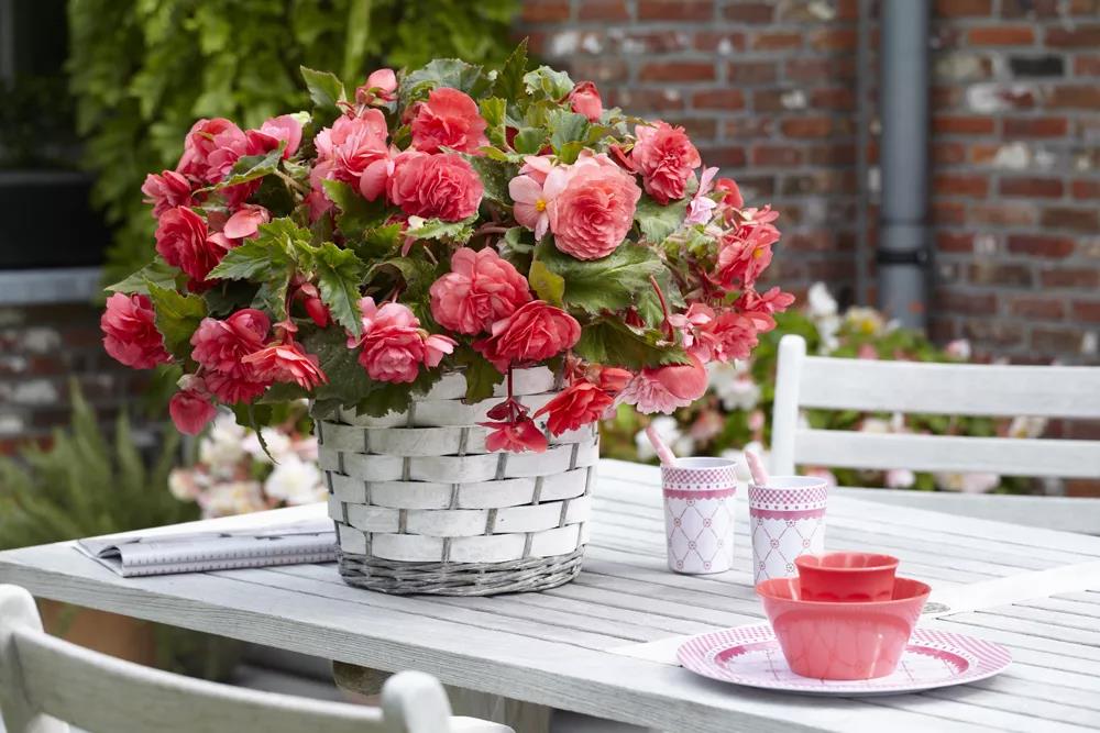 形如牡丹，花似月季：球根海棠的選品與養(yǎng)護