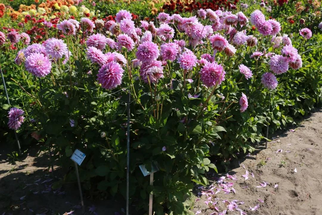 大麗花養(yǎng)護(hù)全指南，夏天收獲一片花海