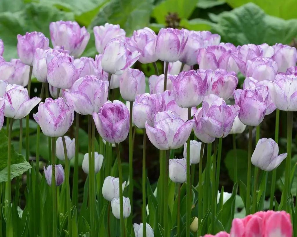 新手必看，郁金香要這么種才對(duì)呀 | 球根花卉超好種?問(wèn)答篇第3期