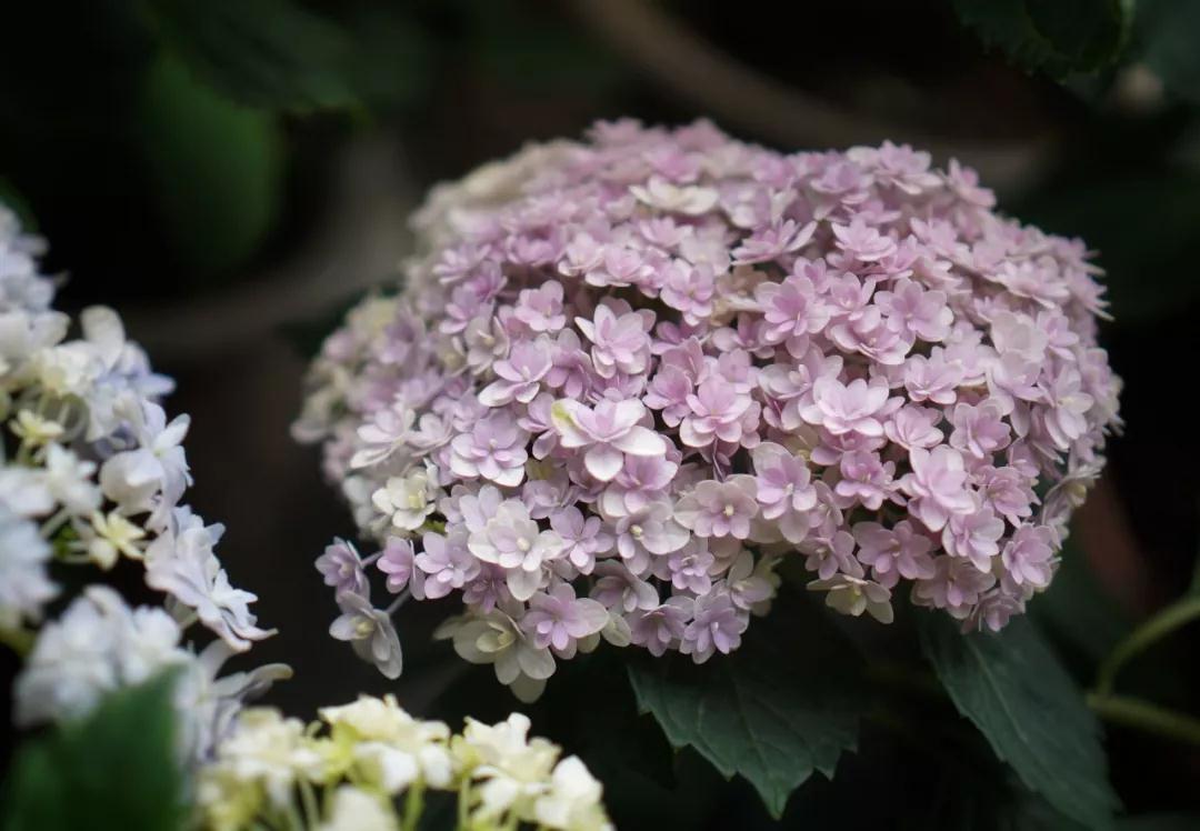 繡球能不能曬？夏天需不需要拉網(wǎng)？