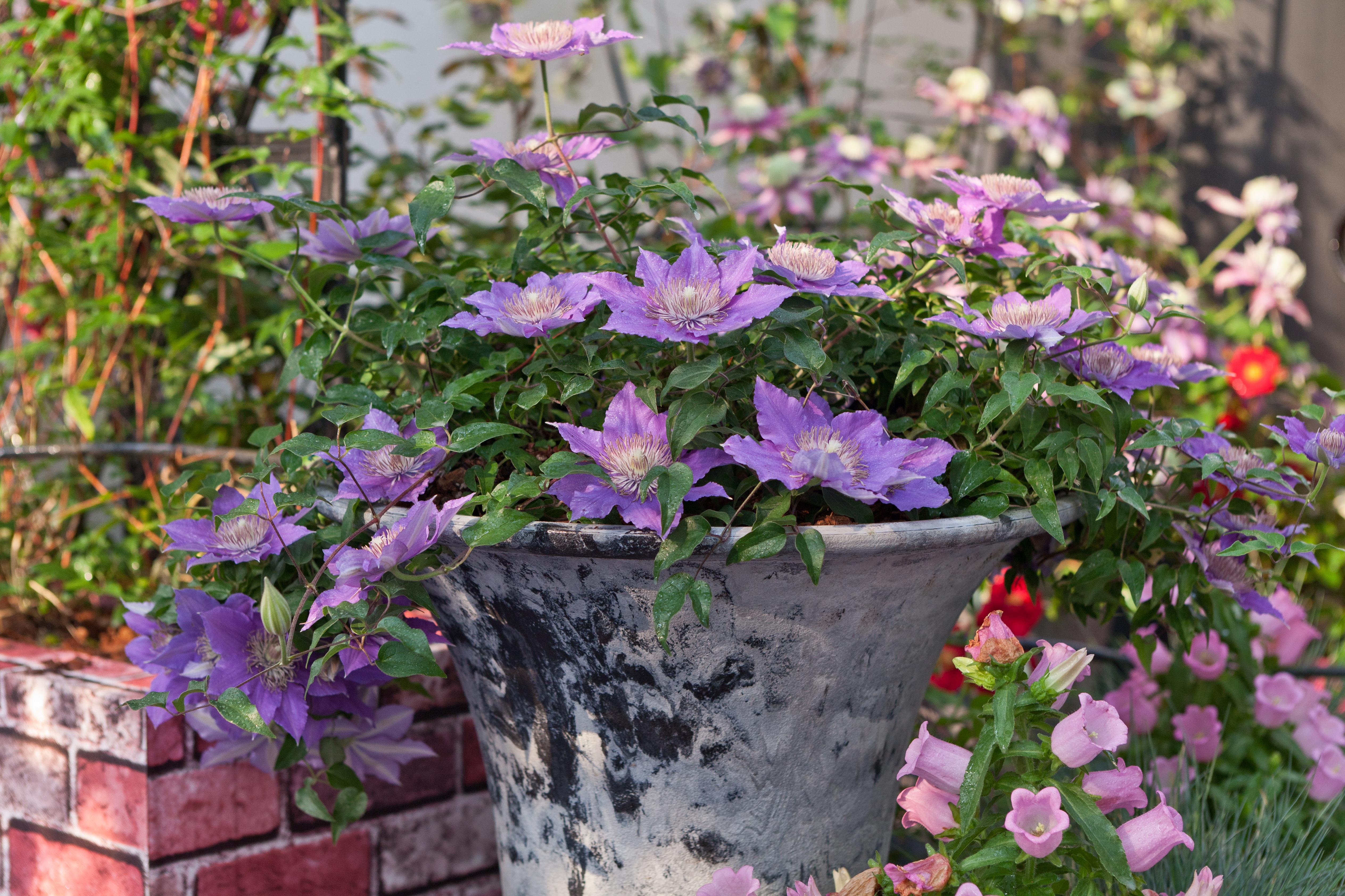 秋冬季購買的鐵線蓮不會養(yǎng)護？別急，潘師傅手把手教你