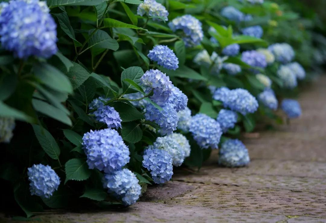 你真的了解繡球么？園藝大神上線，詳解關于繡球的一切