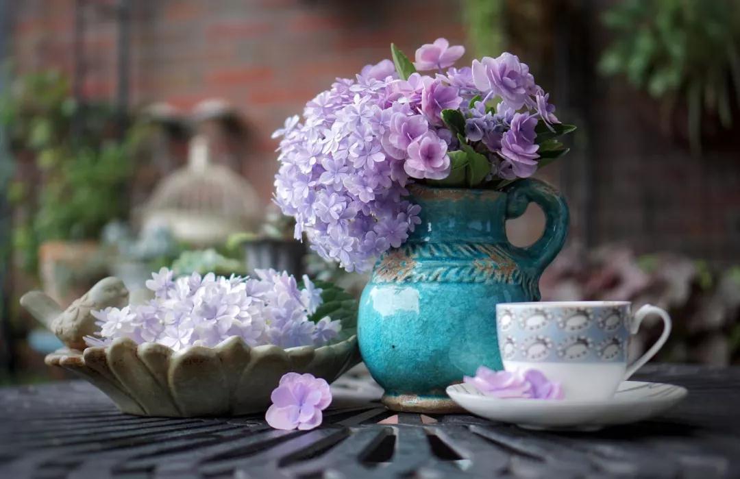 為什么六月的繡球都趴下了？