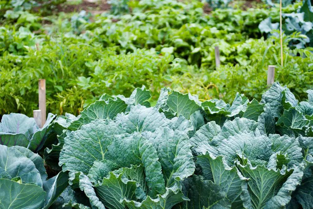 變身創(chuàng)意花園！邊角地也能治愈城市生活～
