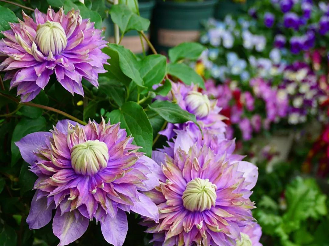 如何在小空間種出大花量的驚艷效果？選艾維森大道鐵線蓮就對(duì)了！