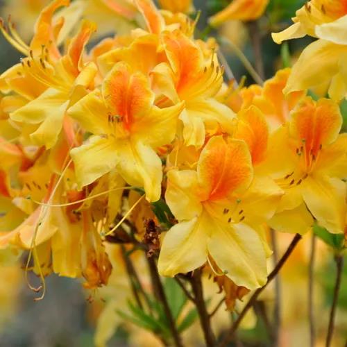 南北通吃的落葉杜鵑，一棵就能撐起一整個花園的美麗