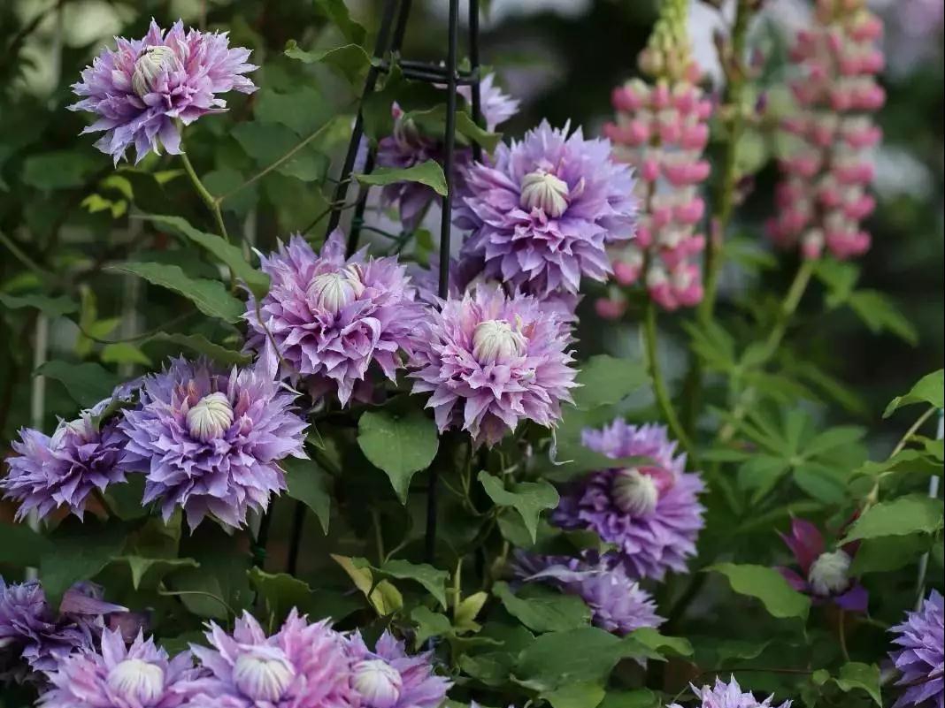 宅家花事 | 鐵線蓮當季修剪指南，為春天蓄力！