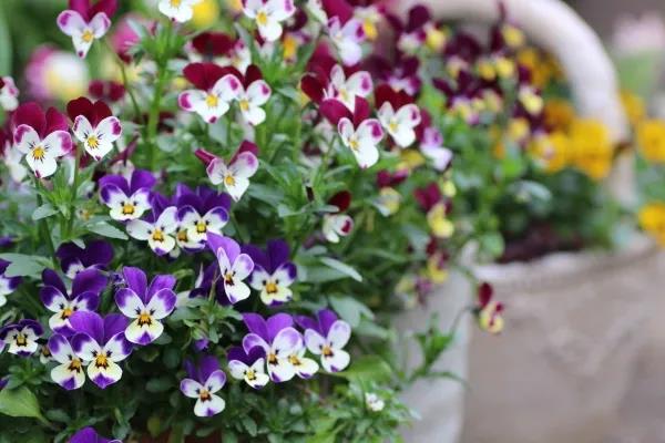 植物界第一萌寵，一大波小兔子等你帶回家