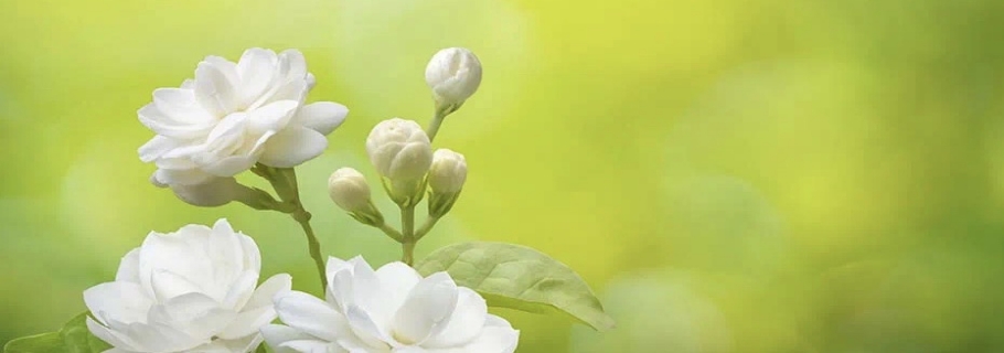 花開半年的人間第一香，還有哪些驚喜是我們不知道的