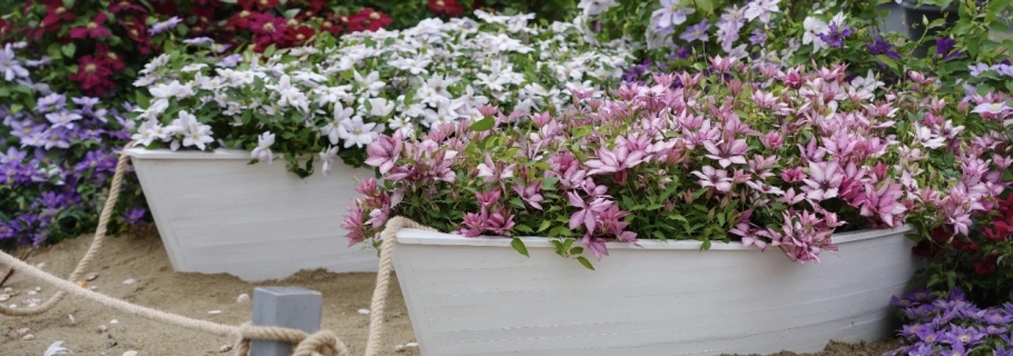 趕上這一波換盆，你的小鐵將在春天蹭蹭蹭飛長(zhǎng)