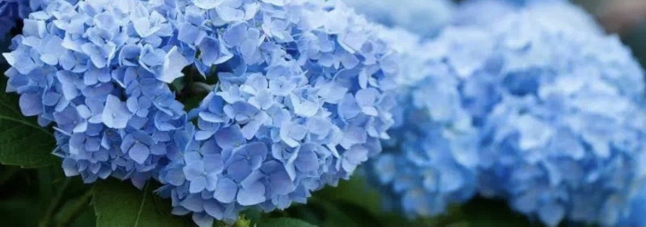 調(diào)藍(lán)的滋味，繡球和你都想了解