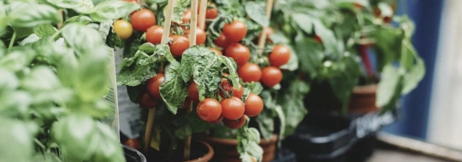 陽臺種上一棵小番茄，在家收獲向往的生活