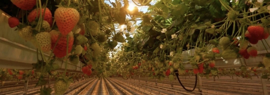 實(shí)現(xiàn)鮮嫩甜美的草莓自由，你得這么做