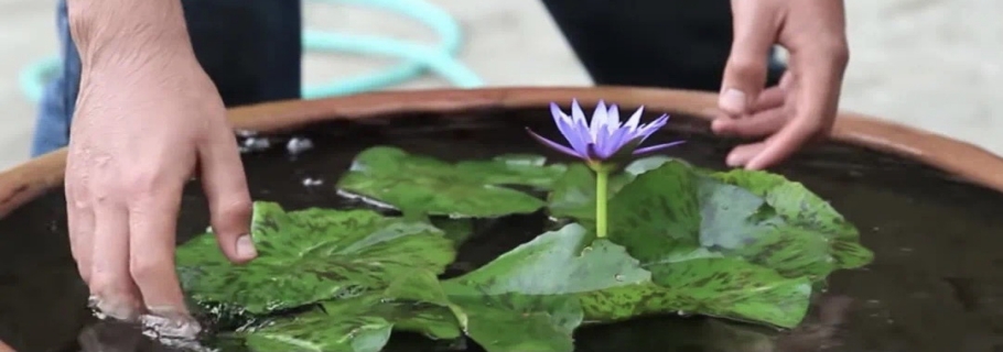多余的大盆不要扔， 留著種睡蓮，驚艷所有人