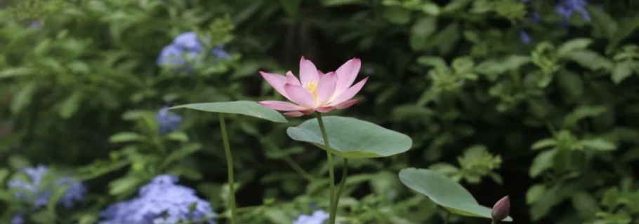 碗蓮：雖然我個(gè)頭小，但我美麗又好玩！