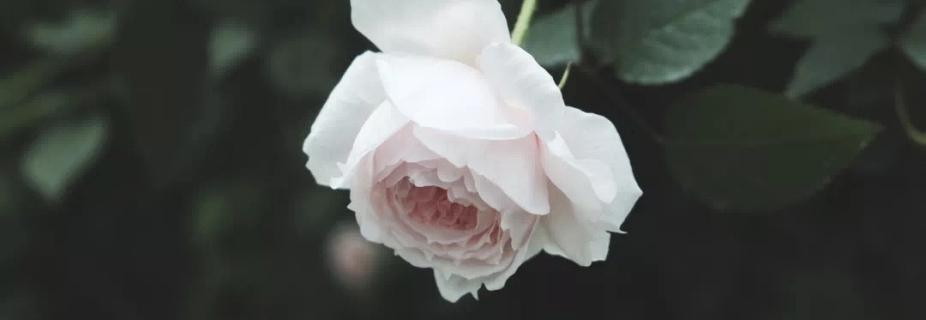 關(guān)于月季抹芽這件事，老師已經(jīng)說倦了~