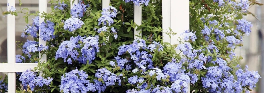 神仙顏值的開花勞模，送你一個(gè)藍(lán)色的清涼夏天