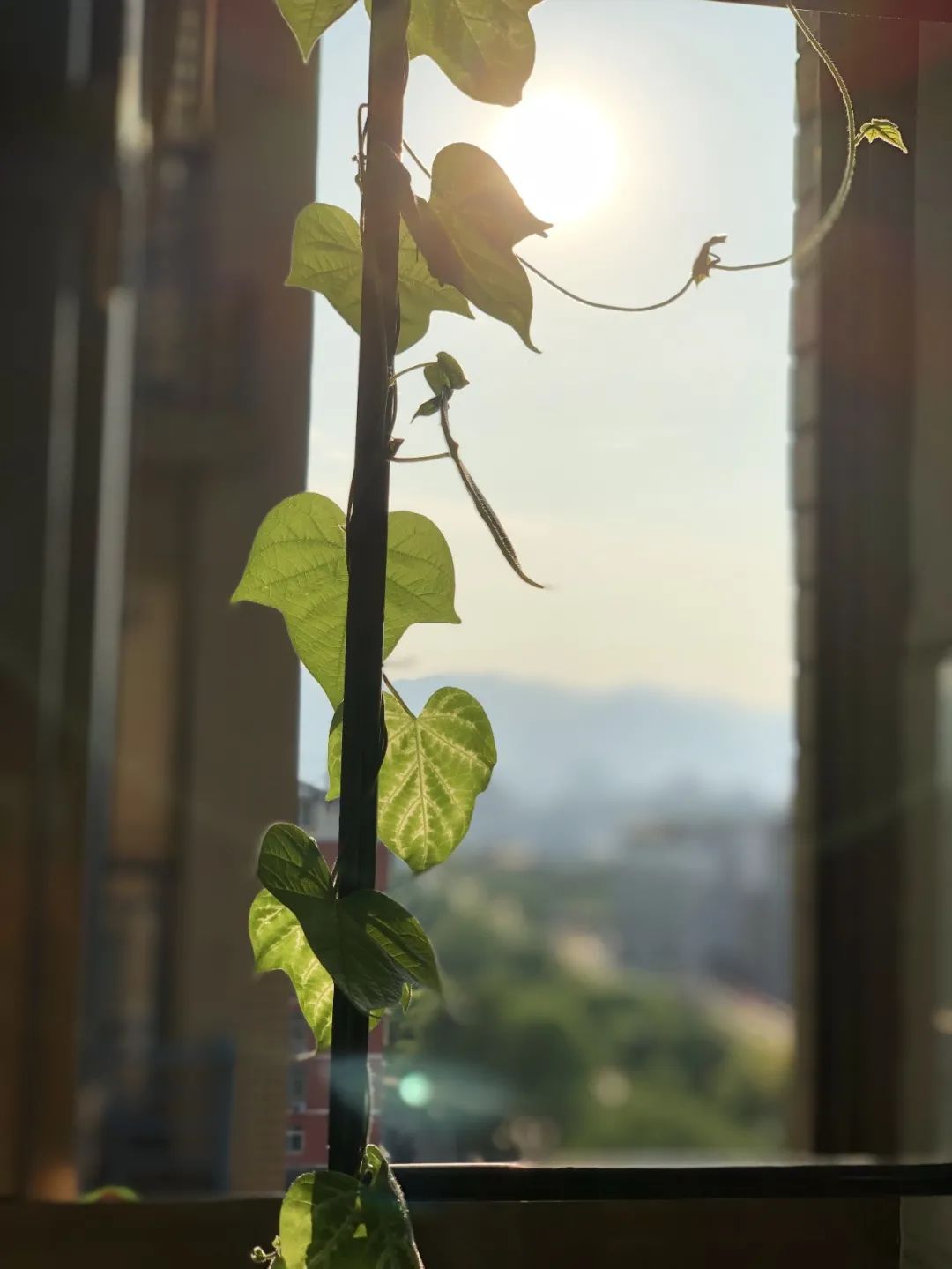 她在封閉陽臺，種出鋪天蓋地的牽?！∩帧?/>
    	        </a>
        <h3>
                    <a target=