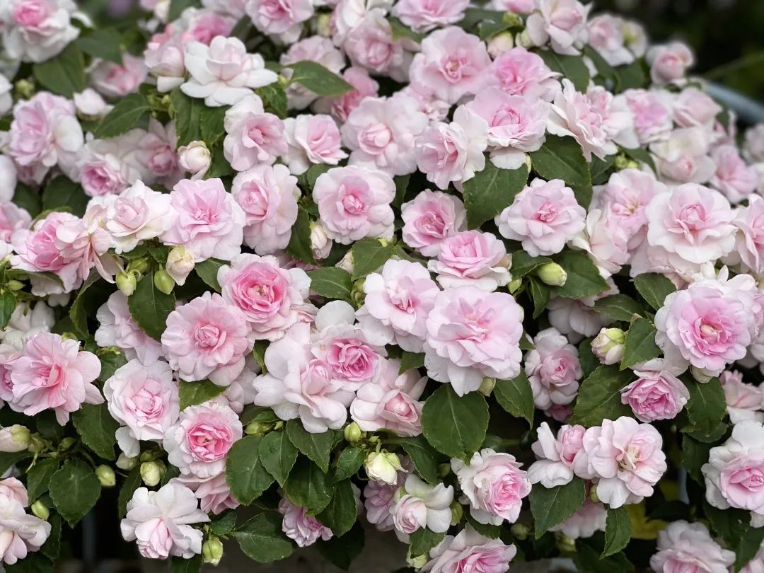 ‘平平無奇’小草花，爆成花球怎么就這么好看