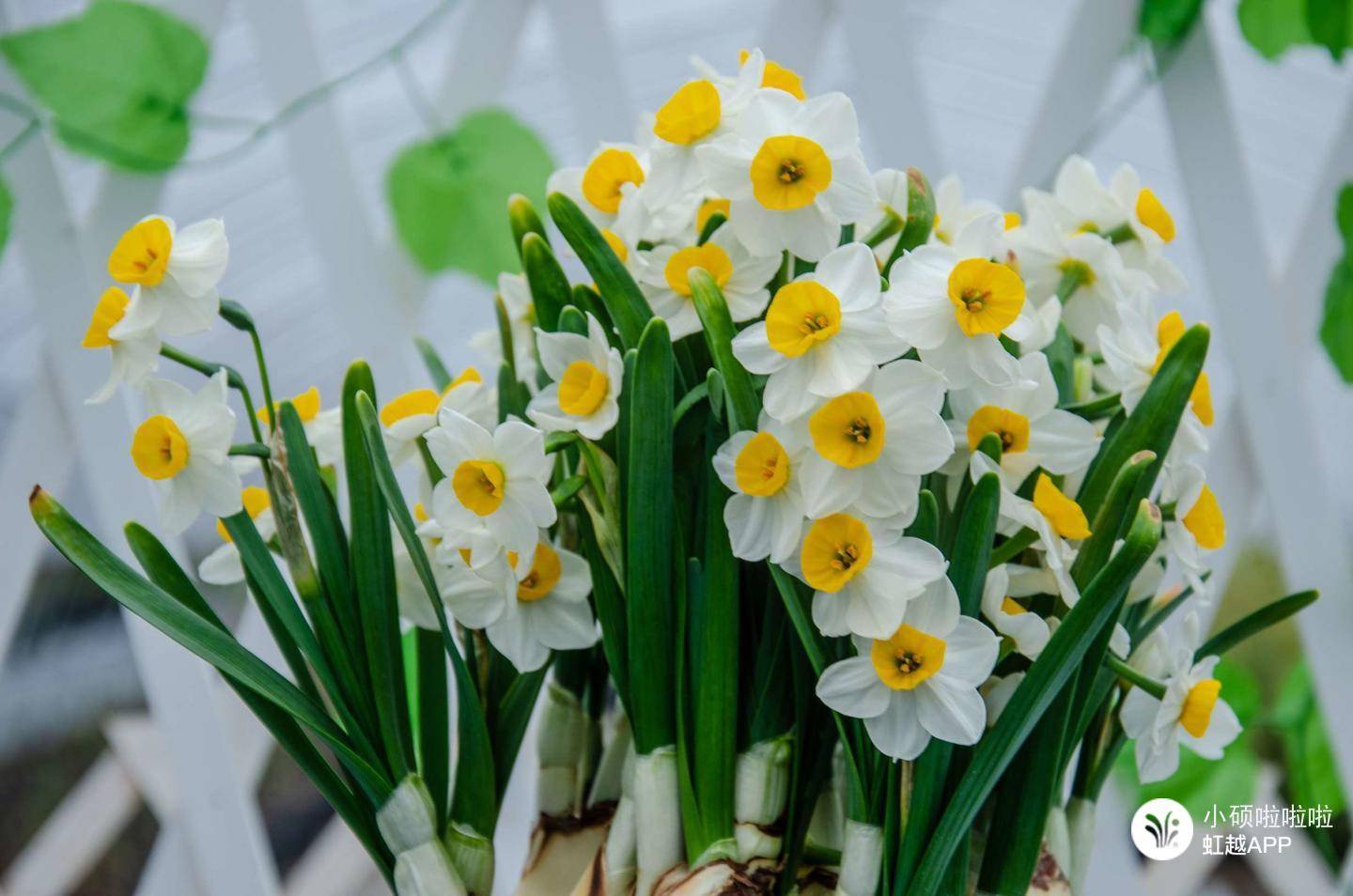 只要有水就滿室生香，難怪全世界都愛養(yǎng)它！