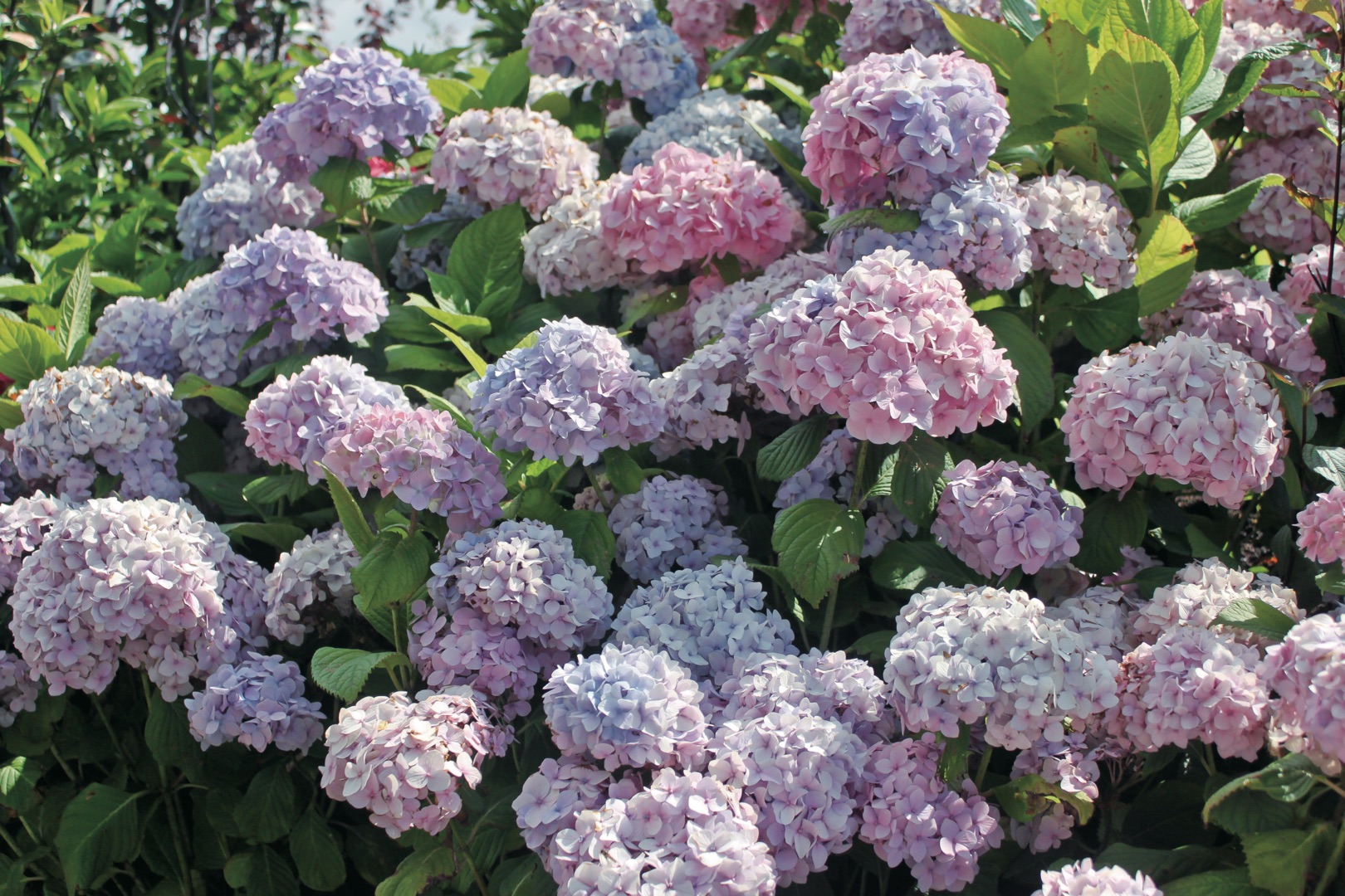 想要繡球花開成海？再不修剪就晚了！