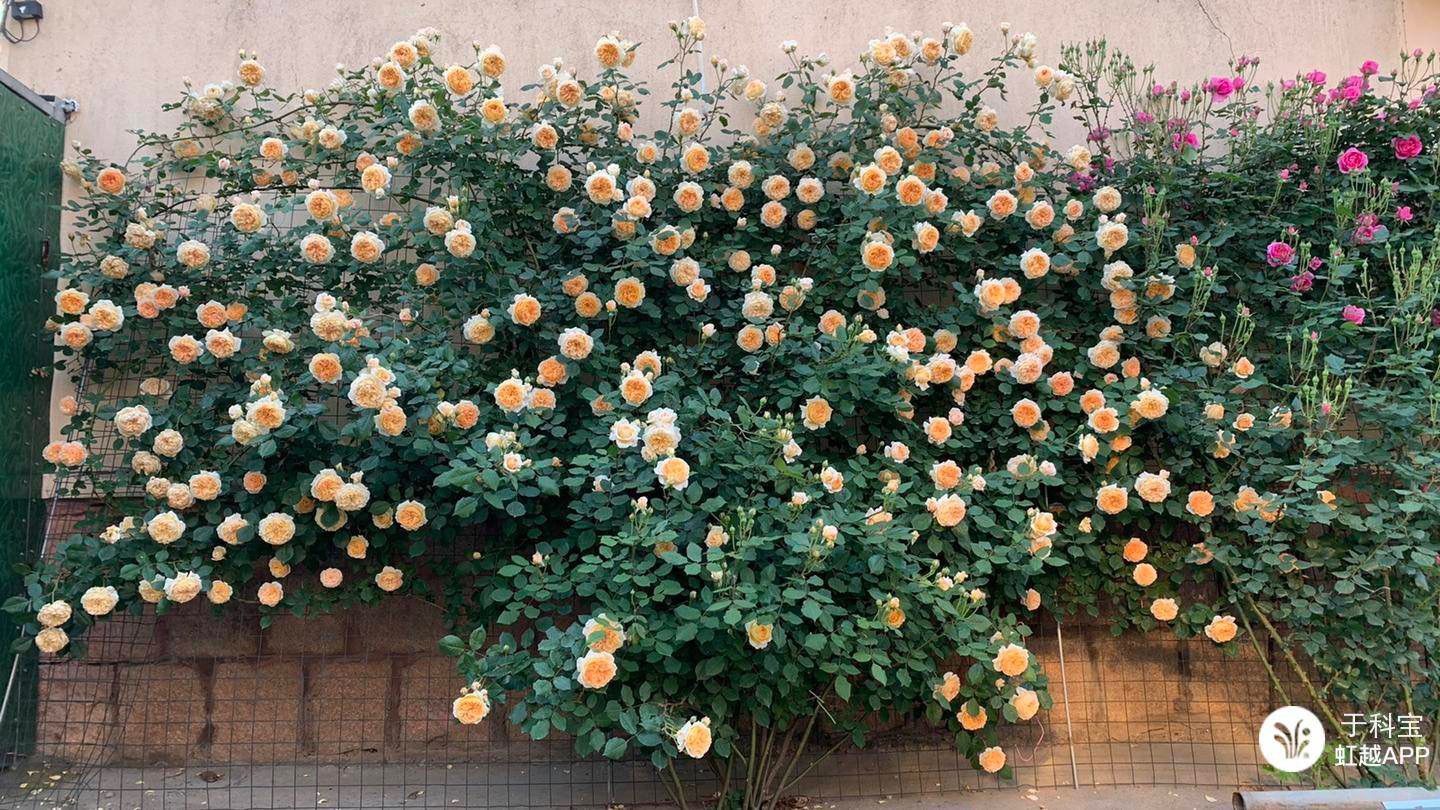 牙簽苗逆襲成十米月季花墻，兩年就足夠！