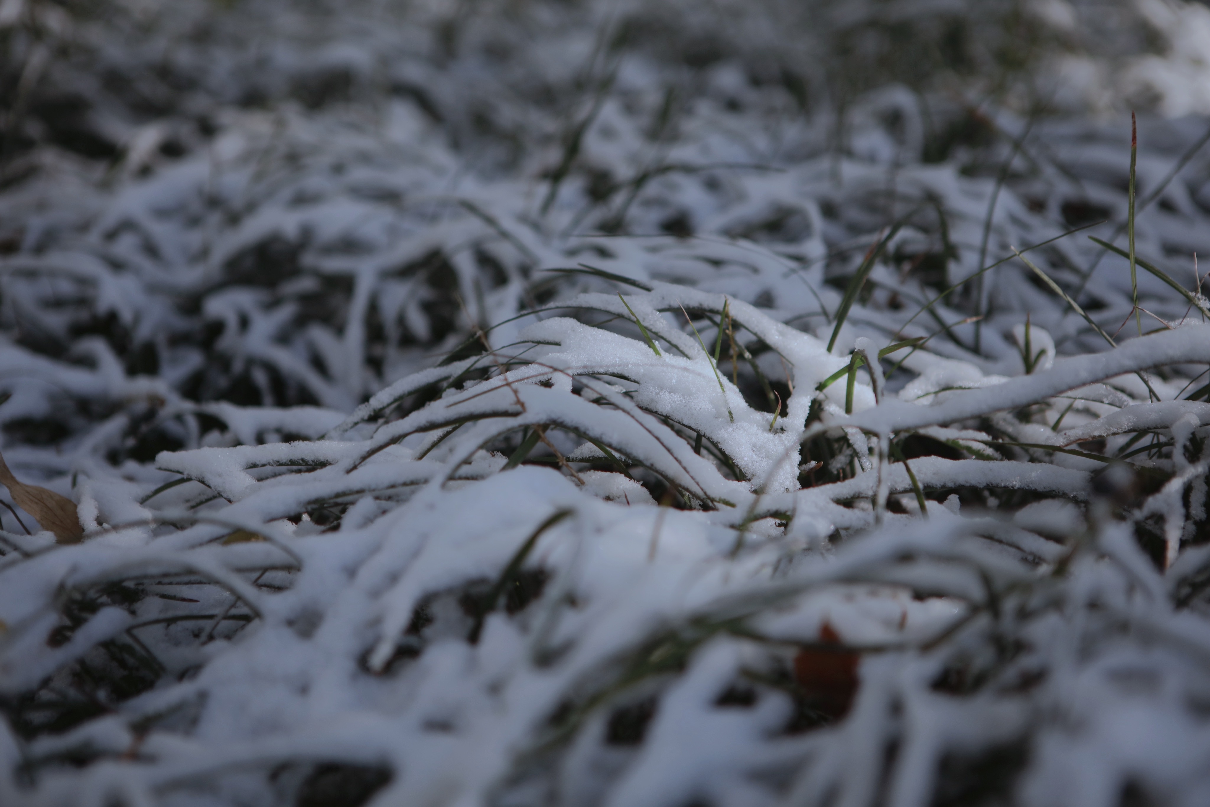 園藝人的寒潮自救指南！