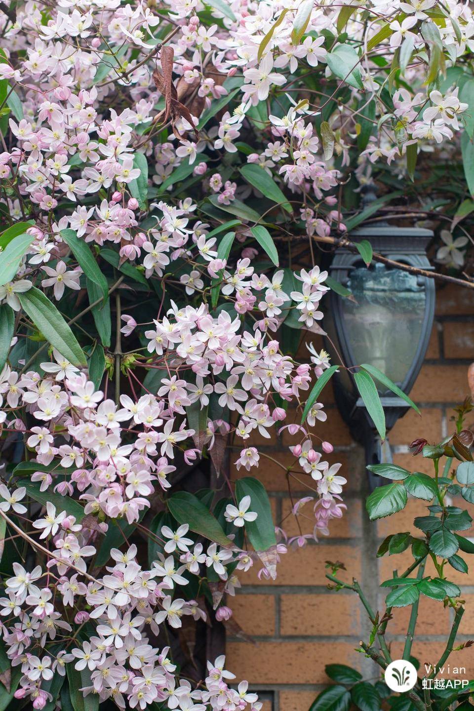 想把花養(yǎng)成精？得先學(xué)會在垃圾里‘淘金’！