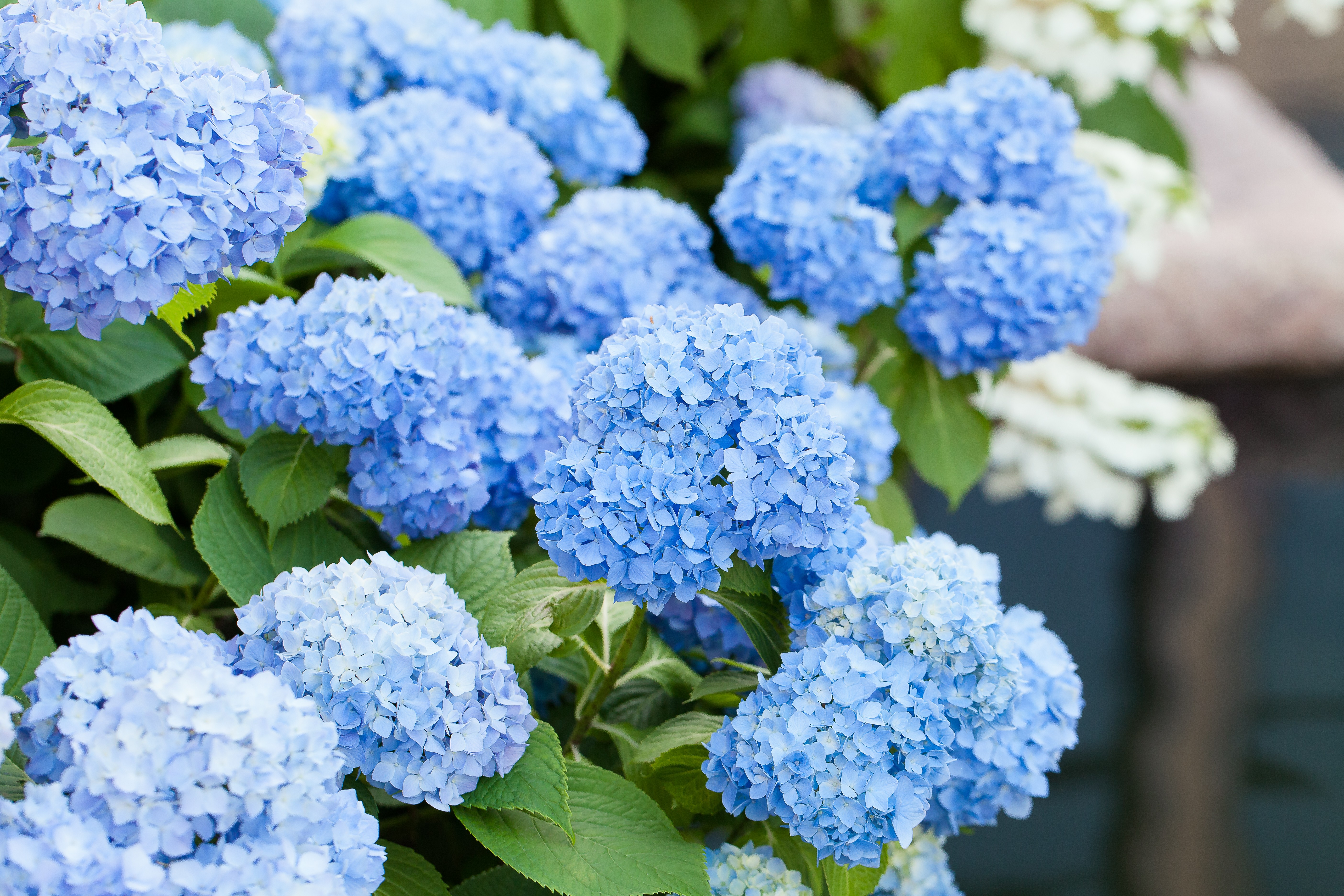 想擁有夏日夢幻藍(lán)，11月你需要這么做