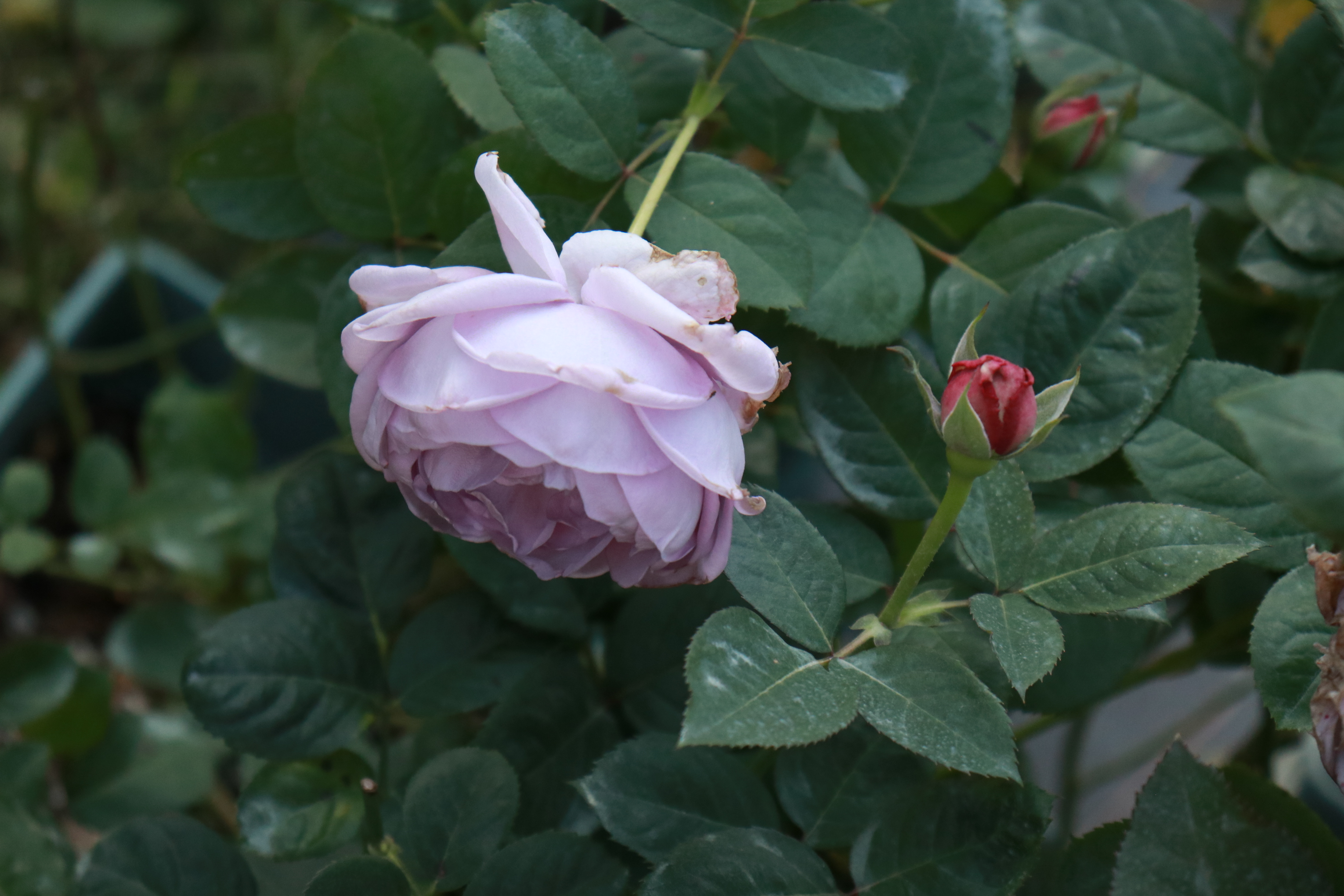 你的月季抹芽了嗎？