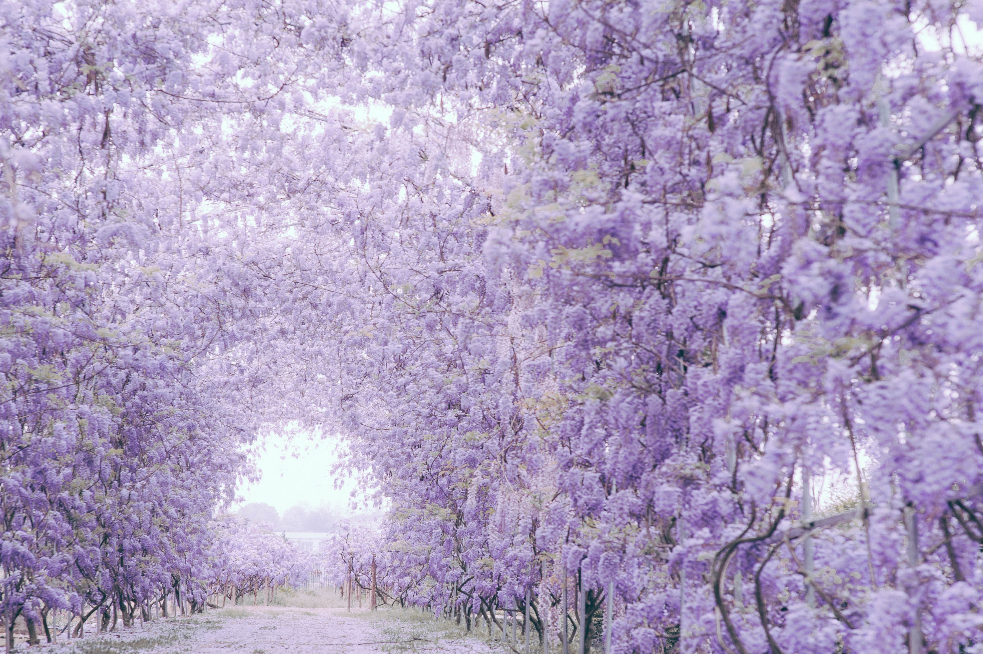 花開如瀑普羅旺斯，送你一個(gè)燦若云霞的春天