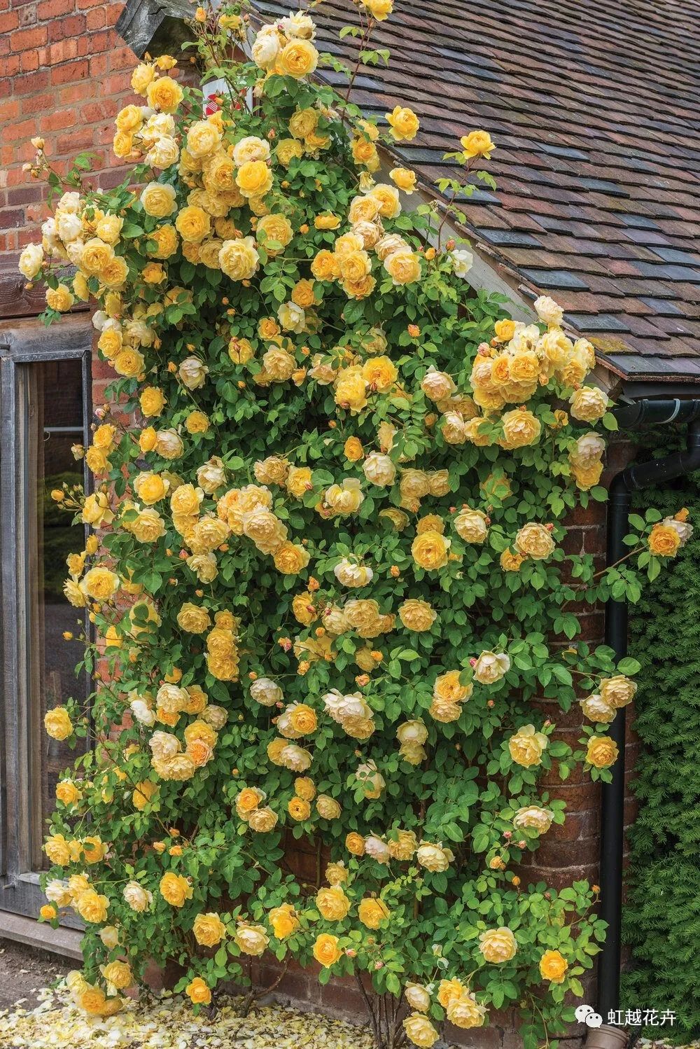 2000多年了，我們怎么還是這么喜歡玫瑰？