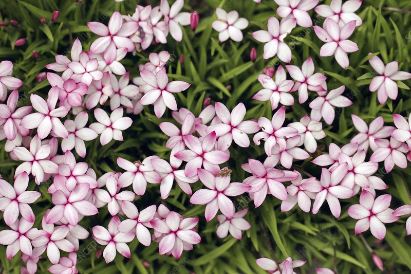 僅需一盆櫻茅，就能獲得‘野趣花園’的最正確打開(kāi)方式！