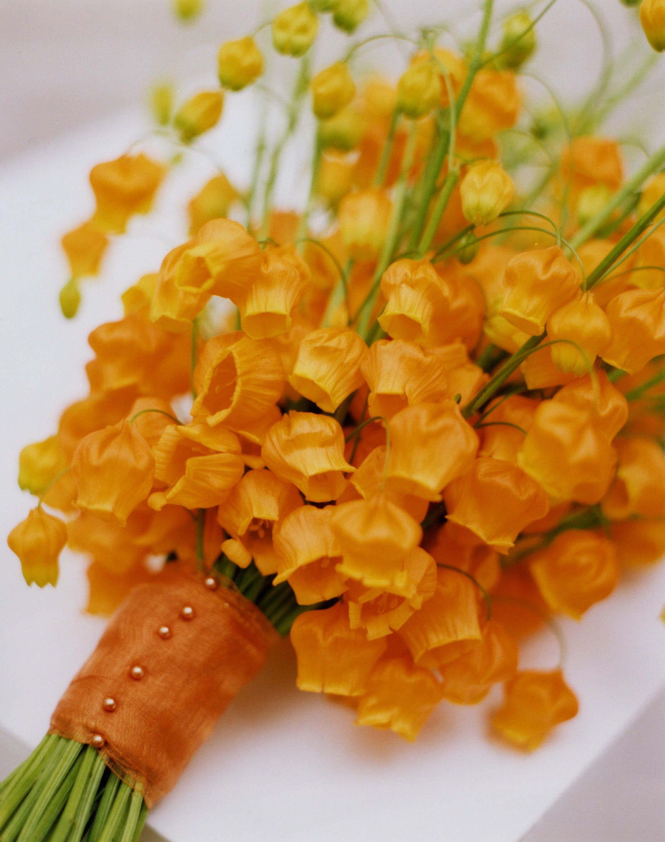 花開即出小燈籠的‘百合’，美得就像一幅畫！