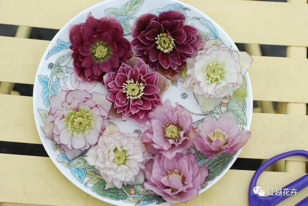 除了名字簡(jiǎn)直完美的鐵筷子，人間仙女花就是她吧！