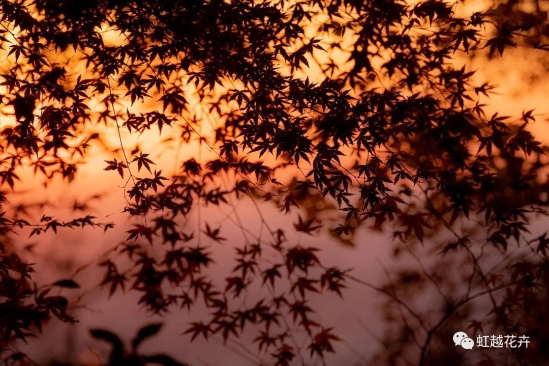 43個神仙品種！陽臺種紅楓也能很絕美~