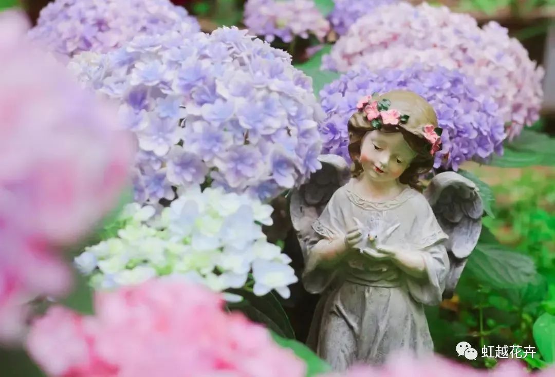 重瓣中的戰(zhàn)斗機(jī)，花手鞠竟能如此夢幻（附繡球花后養(yǎng)護(hù)指南）