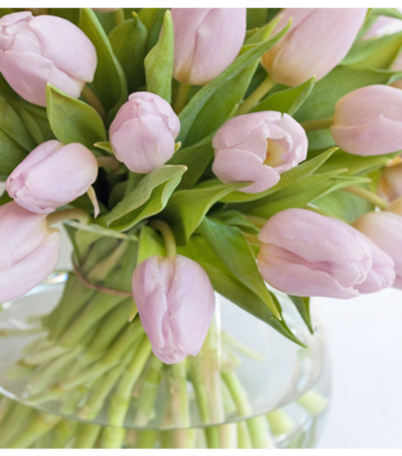 救命！我的郁金香究竟怎么了？