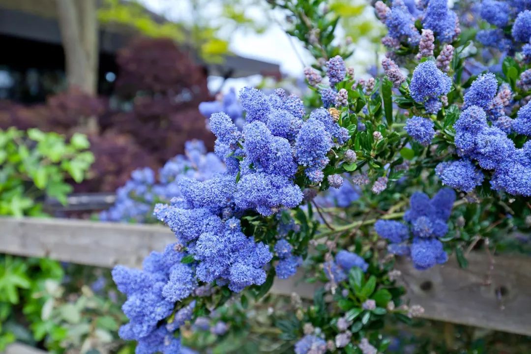 繡球變得毛絨絨時(shí)，就成了美到飛起的美洲茶
