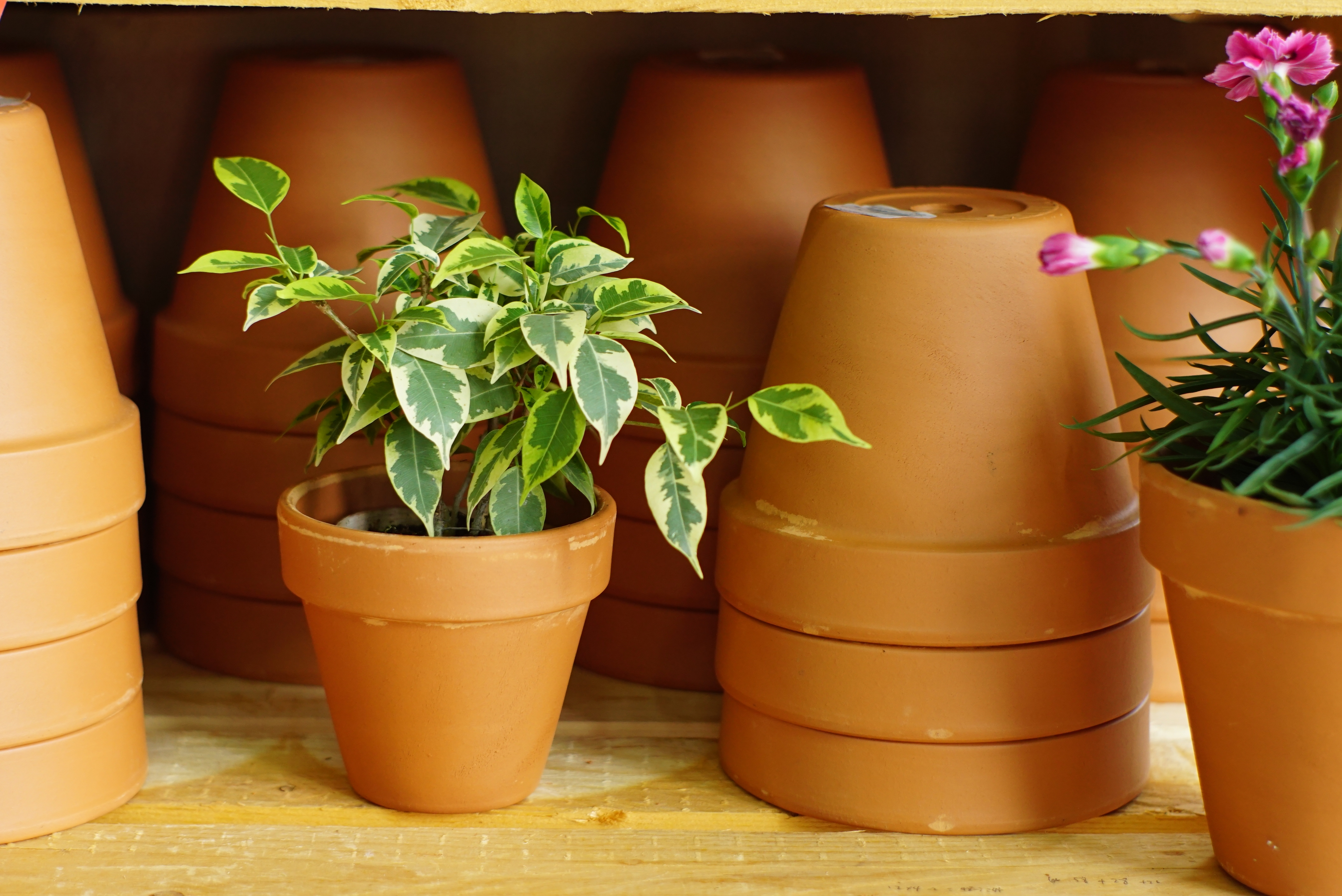 搭對(duì)了盆子的綠植盆花，突破顏值上限！