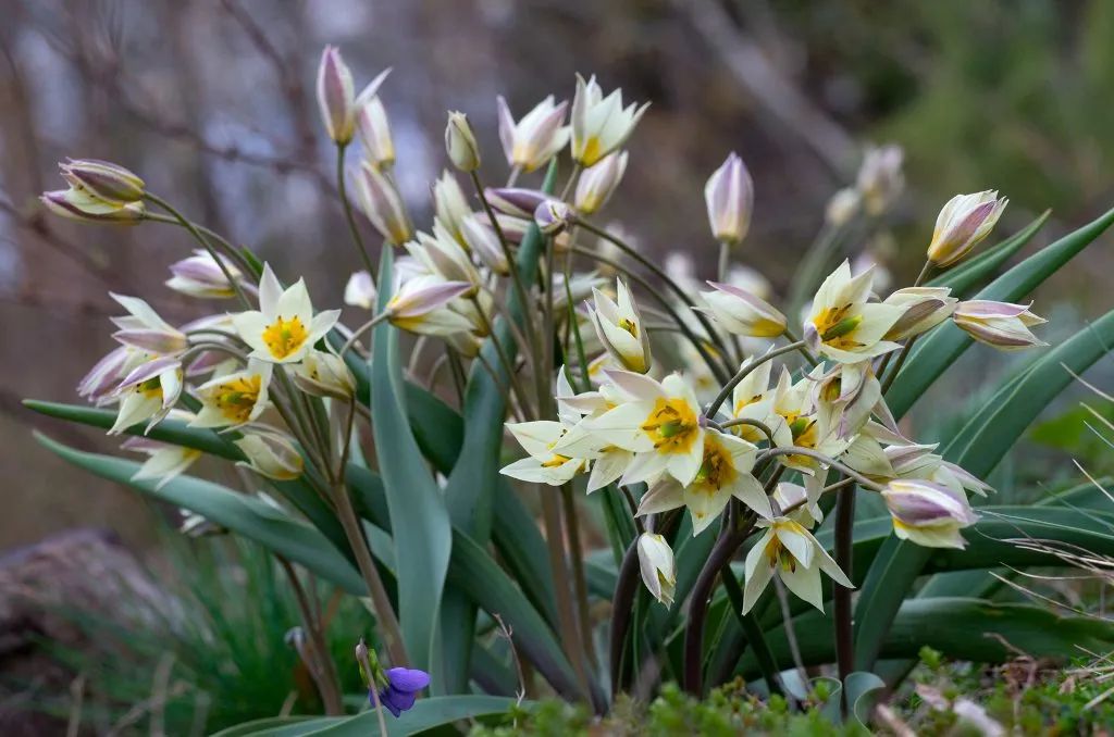 ‘平平無(wú)奇’小野花，憑什么被稱為中國(guó)郁金香？