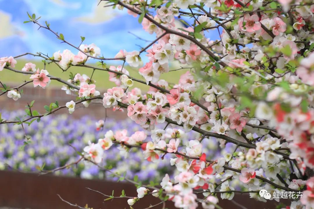 不出意外，又到虹越最美的時(shí)候了！