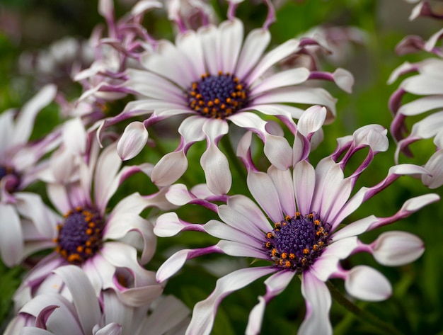 奇特小眾，宛如‘天外來客’的藍(lán)目菊，究竟有多可愛？