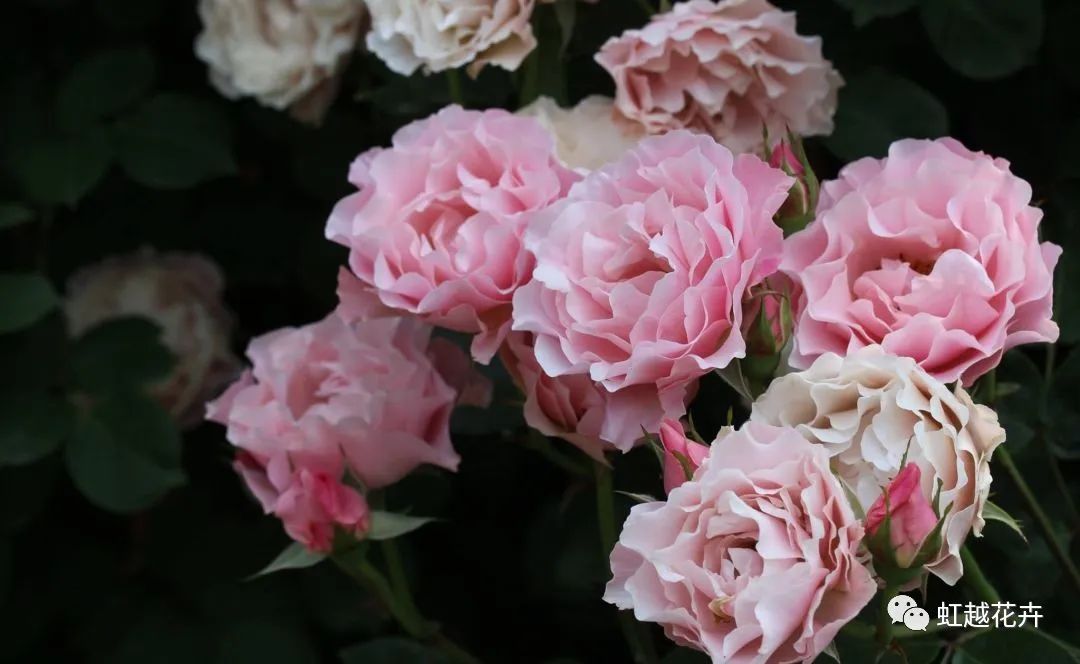 14個(gè)絕美品種！這家世界級(jí)月季終于上新了！
