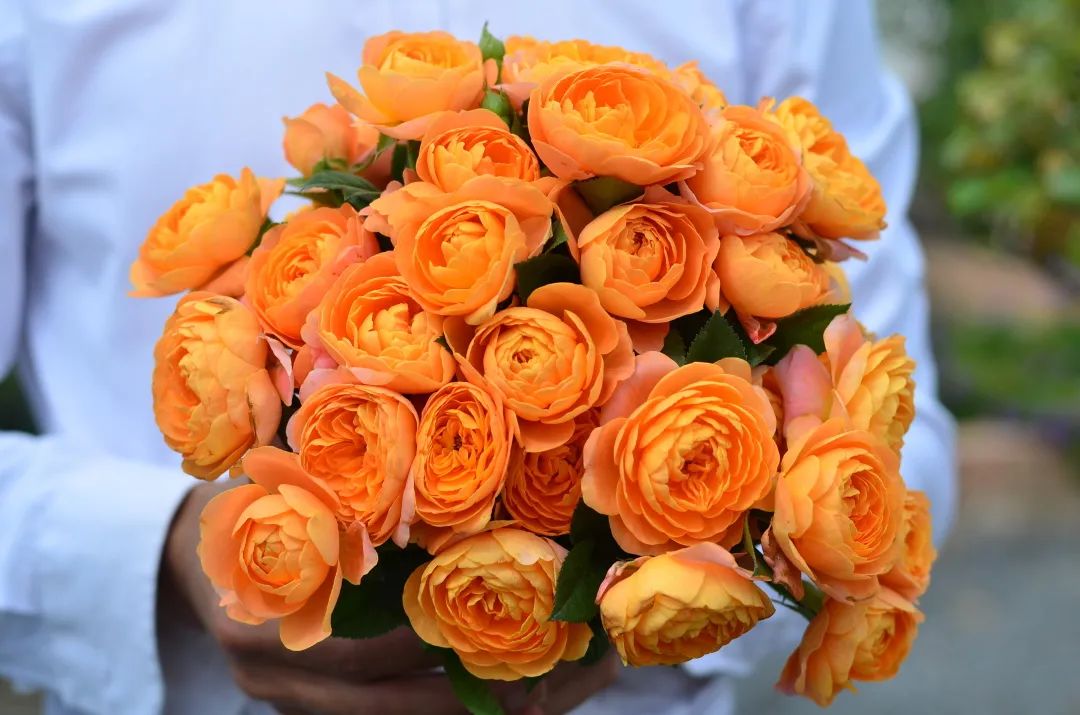 輕松爆花10個(gè)月，她是陽臺(tái)花園里永遠(yuǎn)的神！