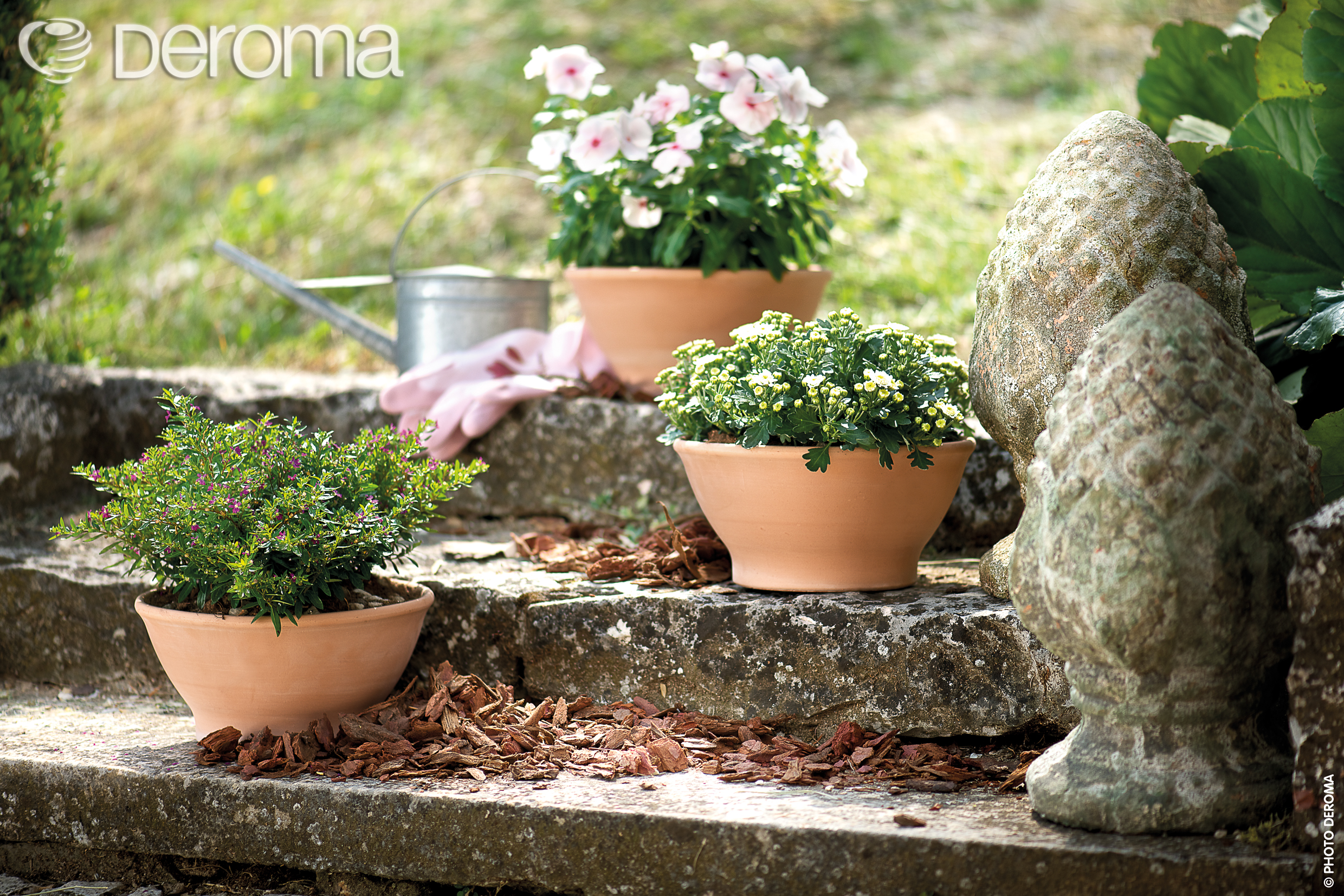 一個(gè)帝羅馬引發(fā)的“陶盆熱”！被萬千花友喜愛的它，究竟有什么魔力？！